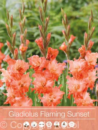 Gladiolus Flaming Sunset