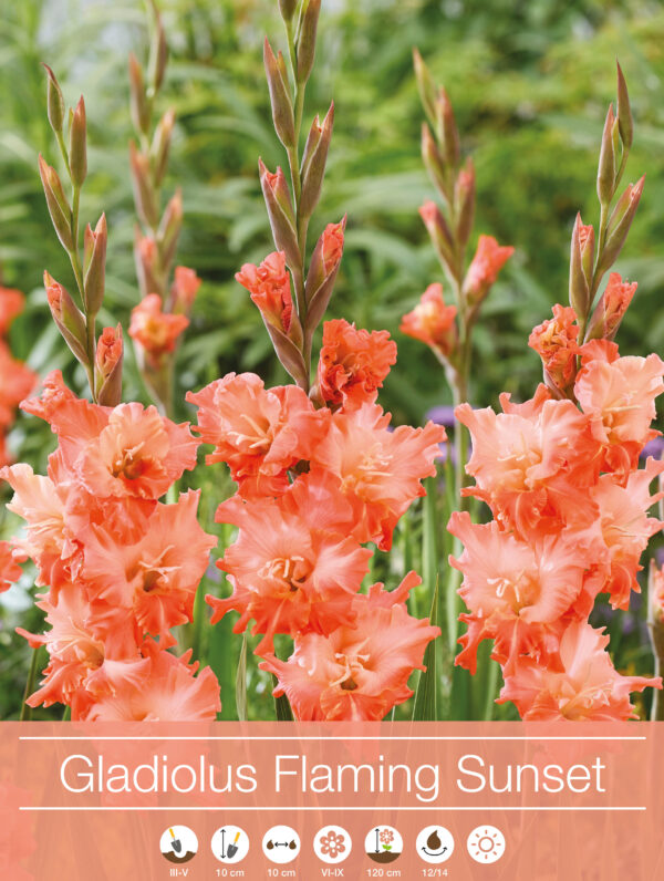 Gladiolus Flaming Sunset - RB