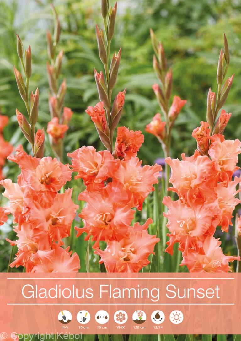 Gladiolus Flaming Sunset