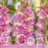 Gladiolus Happy Disco