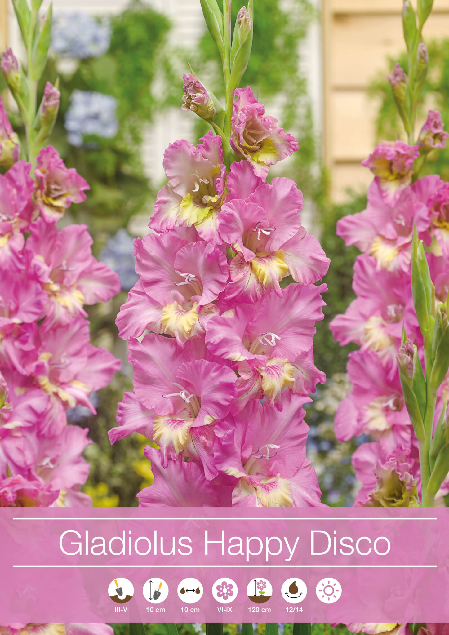 Gladiolus Happy Disco