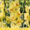 Gladiolus Maxial