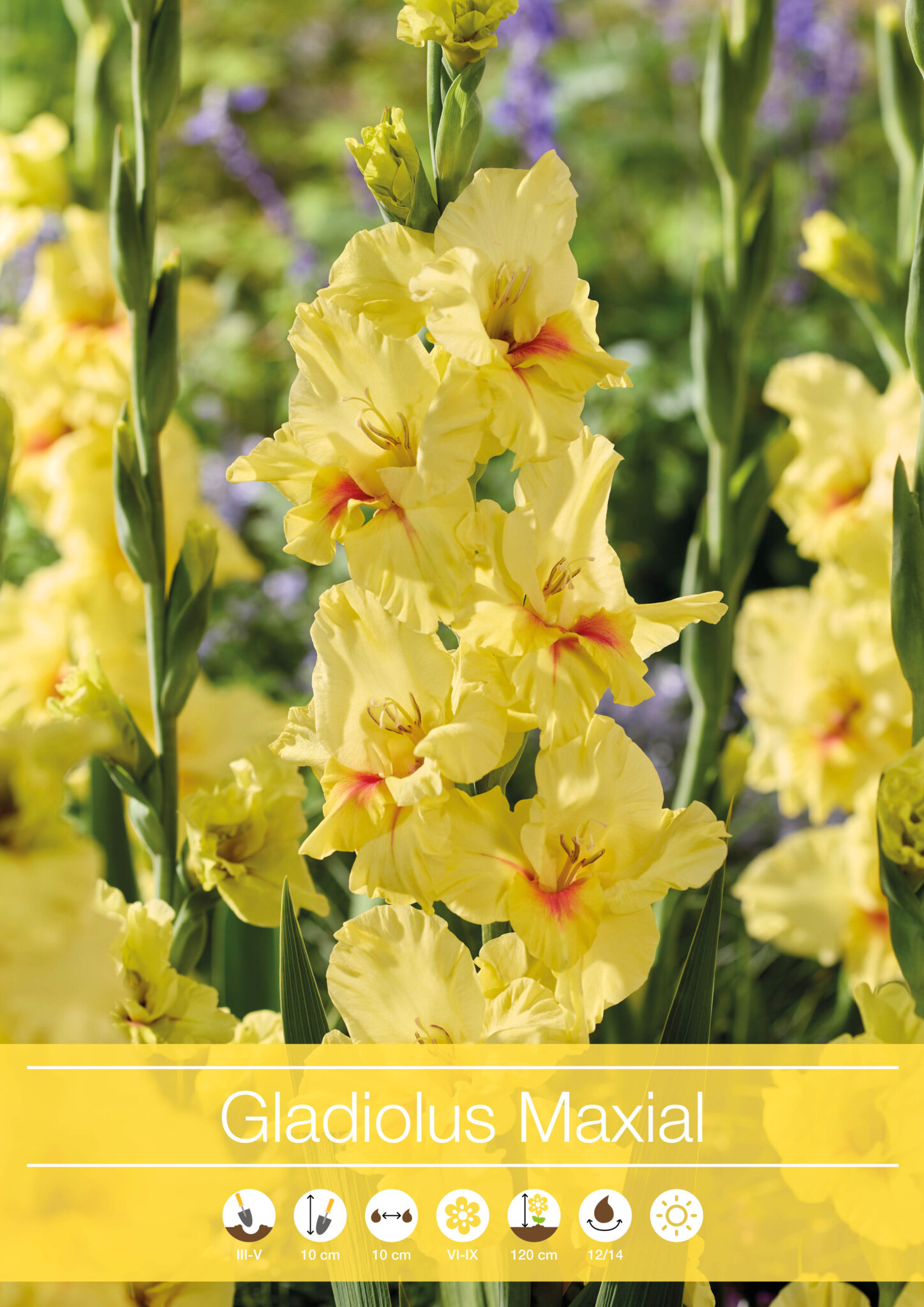 Gladiolus Maxial