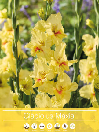 Gladiolus Maxial