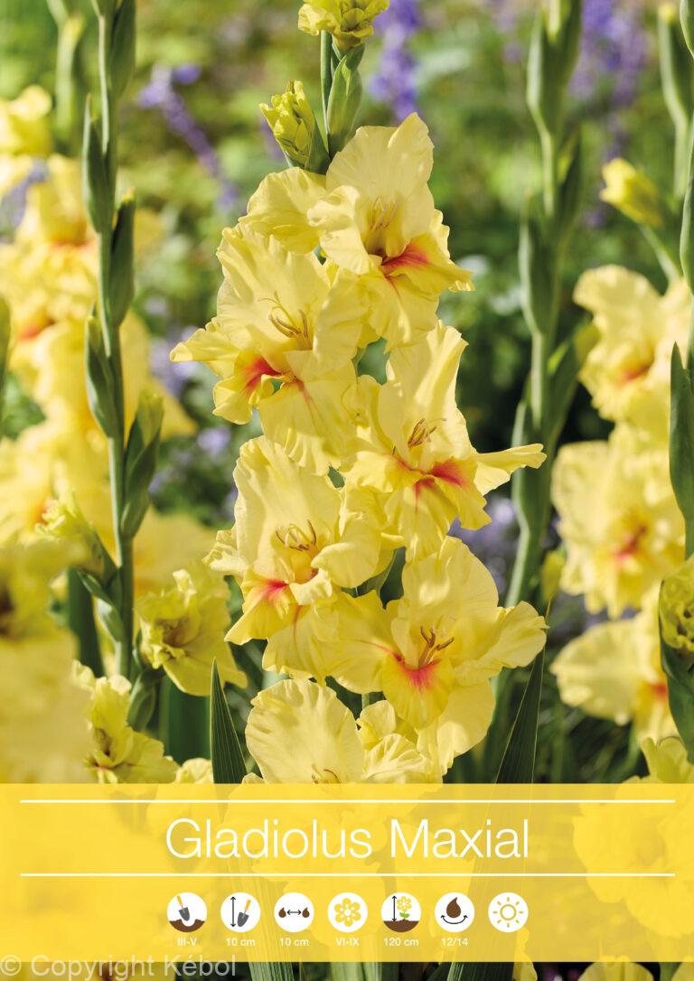 Gladiolus Maxial
