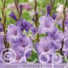 Gladiolus Milka