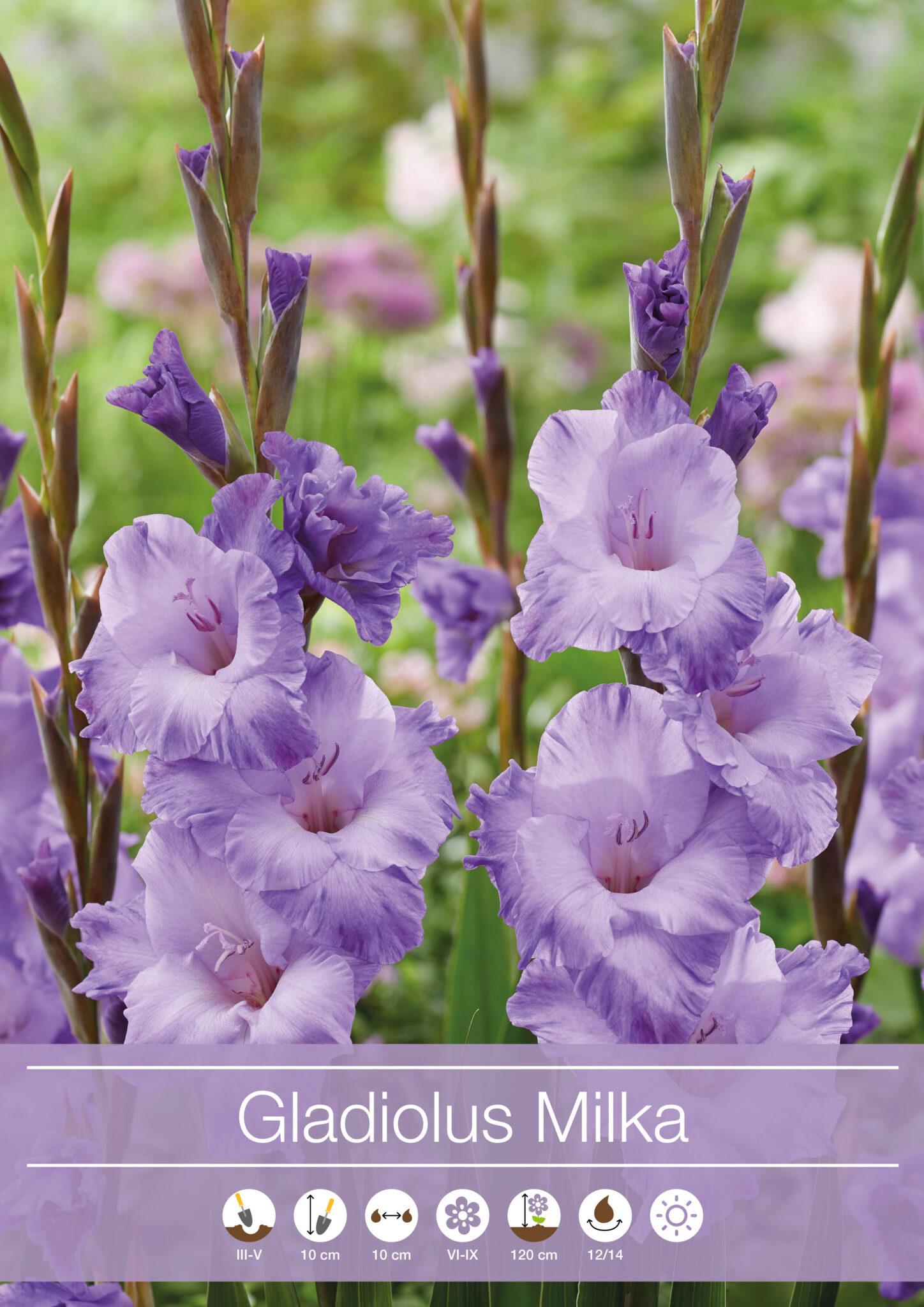 Gladiolus Milka