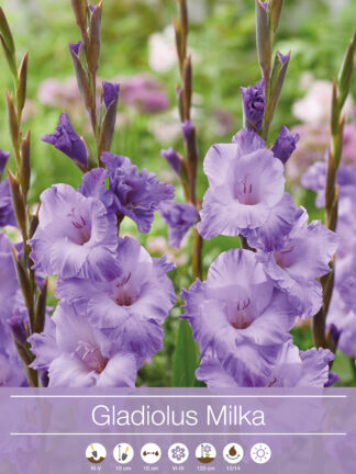 Gladiolus Milka