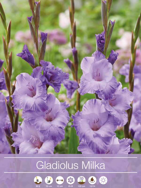 Gladiolus Milka