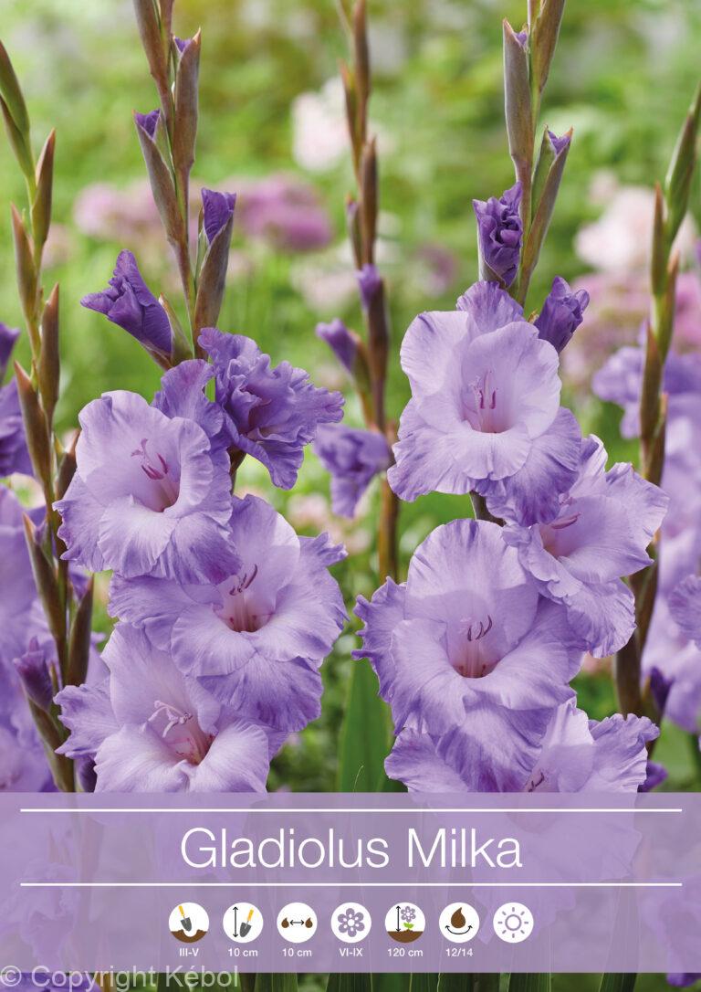 Gladiolus Milka