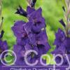 Gladiolus Purple Flora
