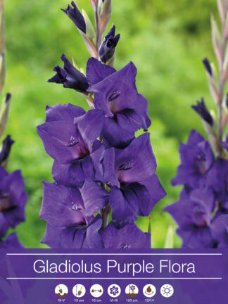 Gladiolus Purple Flora