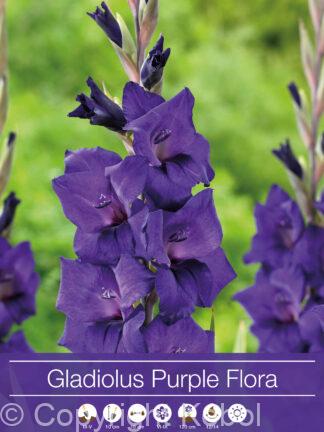 Gladiolus Purple Flora