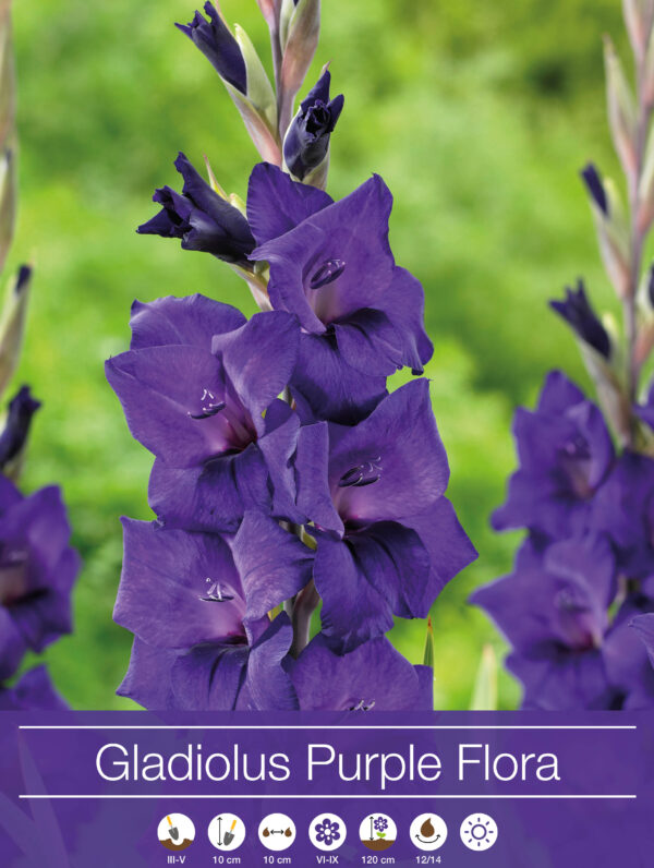 Gladiolus Purple Flora - RB