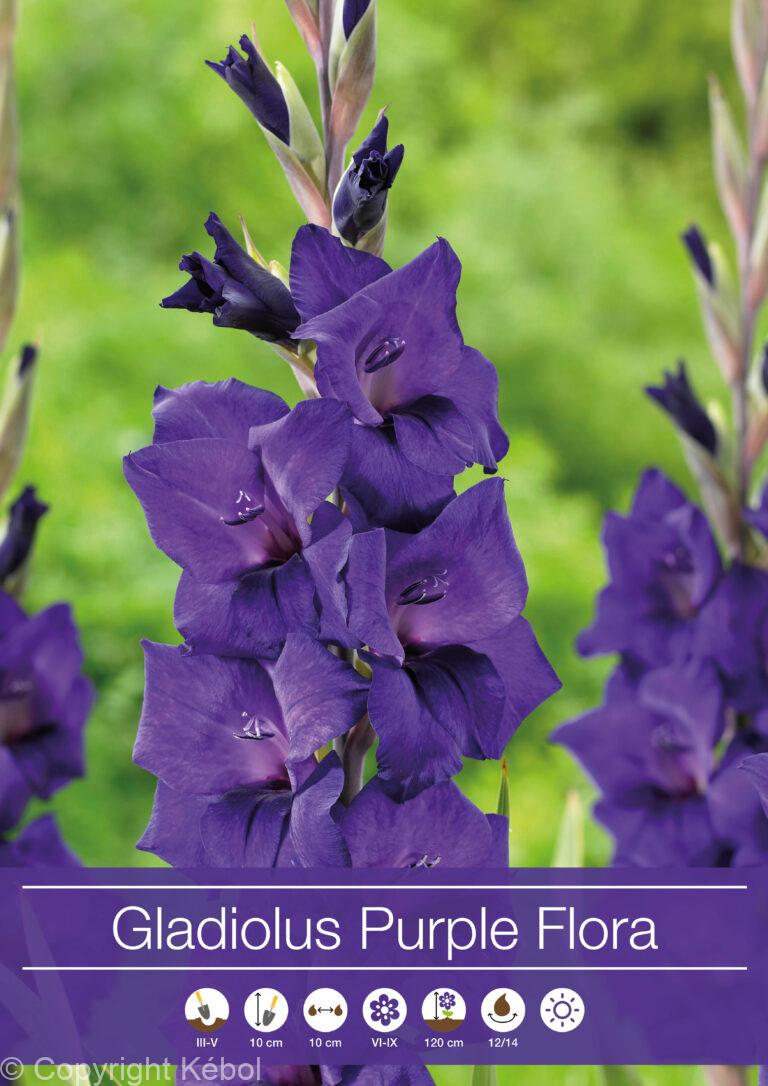 Gladiolus Purple Flora