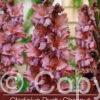 Gladiolus Rusty Chesnut Brown - RB