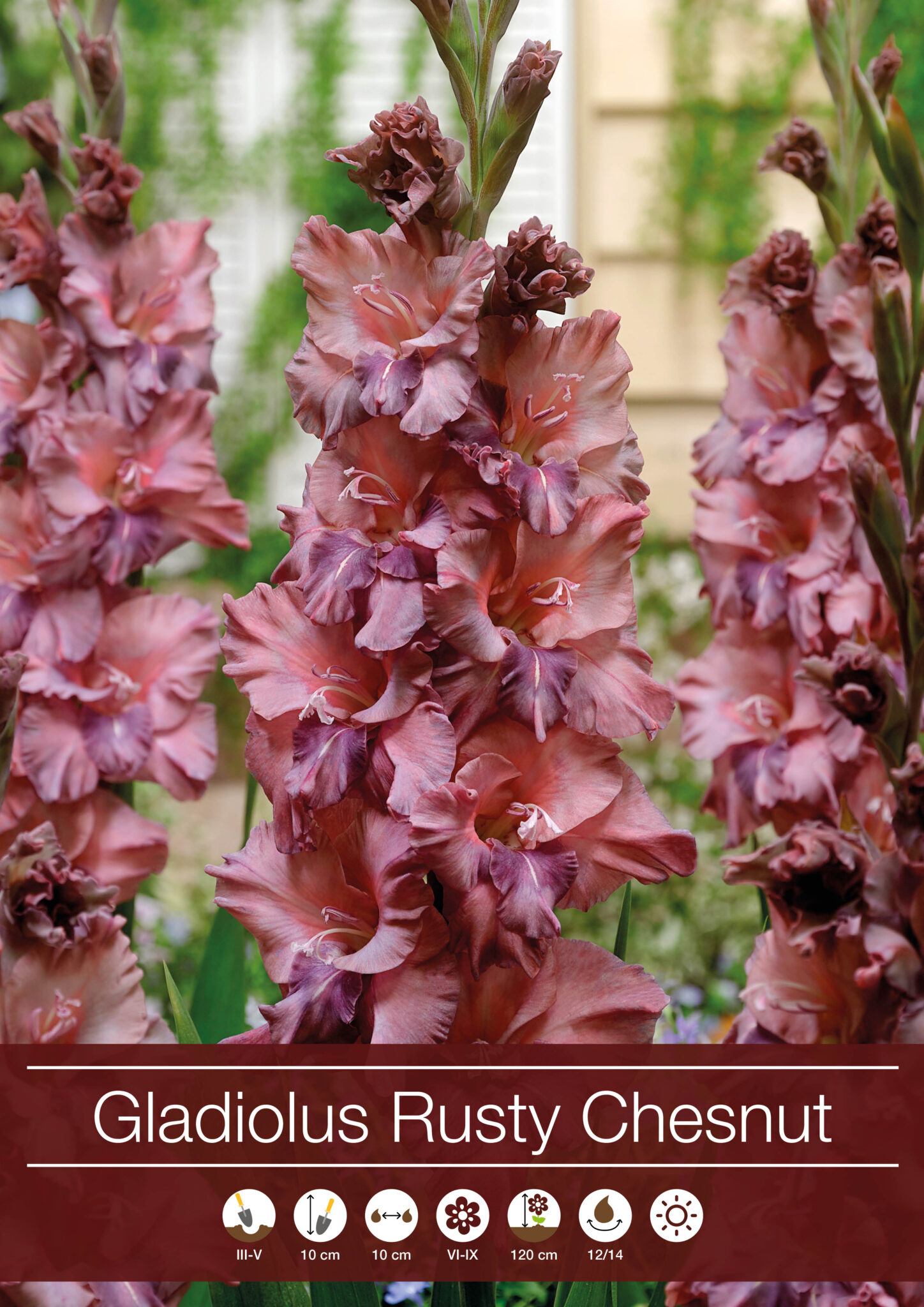 Gladiolus Rusty Chesnut Brown - RB