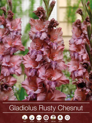 Gladiolus Rusty Chesnut Brown - RB