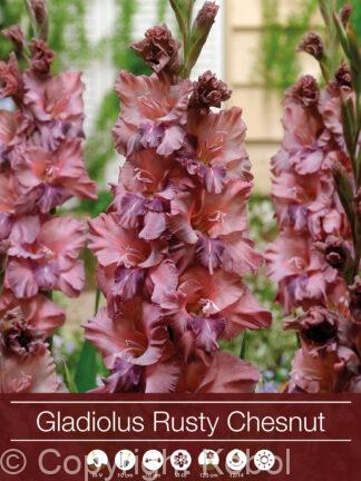 Gladiolus Rusty Chesnut Brown - RB
