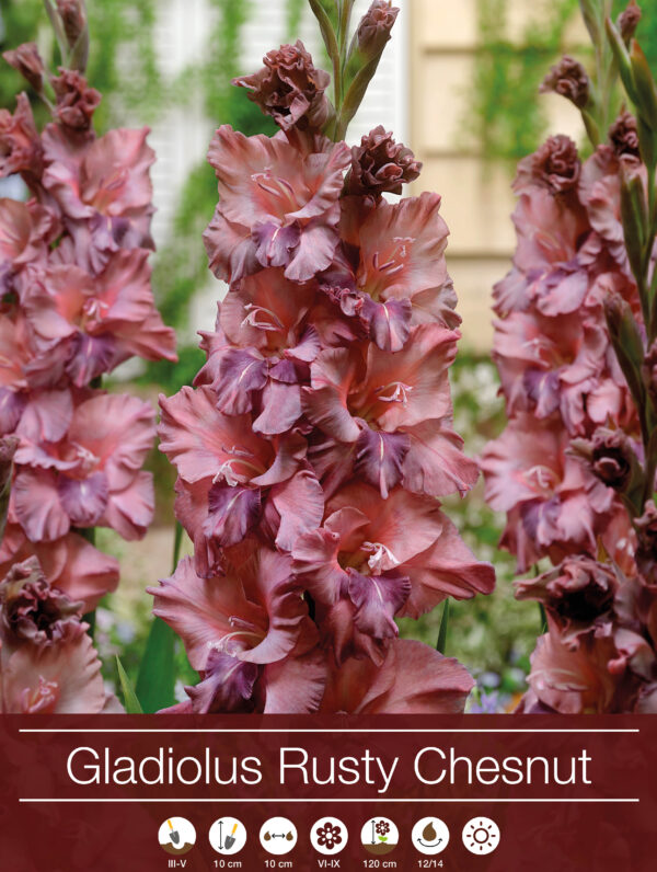 Gladiolus Rusty Chesnut Brown - RB