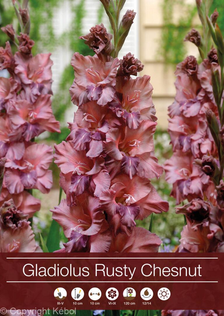 Gladiolus Rusty Chesnut Brown - RB