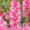 Gladiolus Violet King