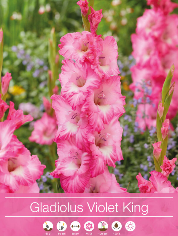 Gladiolus Violet King - RB