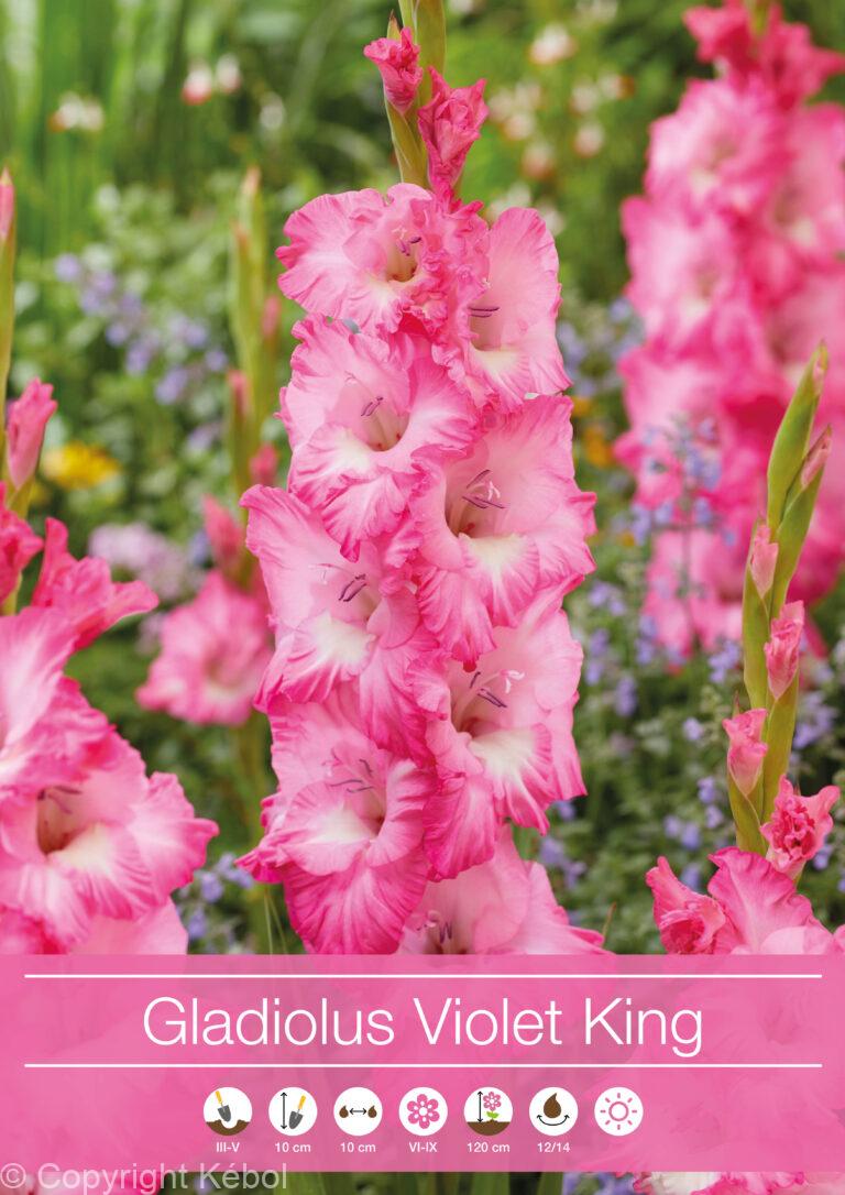 Gladiolus Violet King