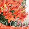 Lilium Abbeville's Pride
