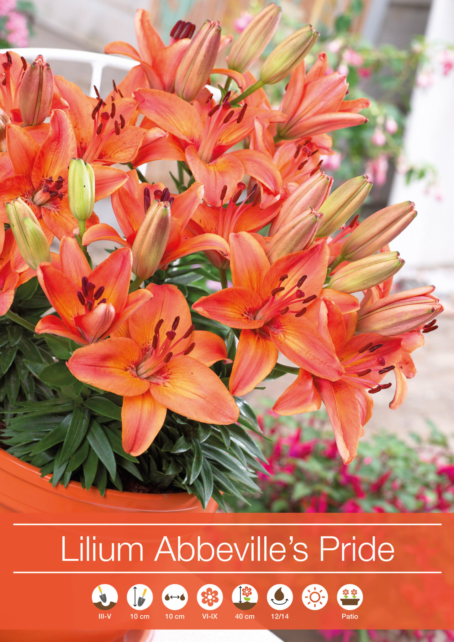 Lilium Abbeville's Pride