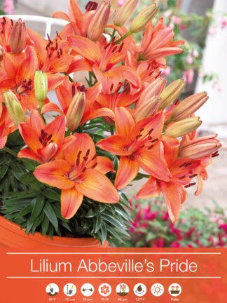 Lilium Abbeville's Pride - RB