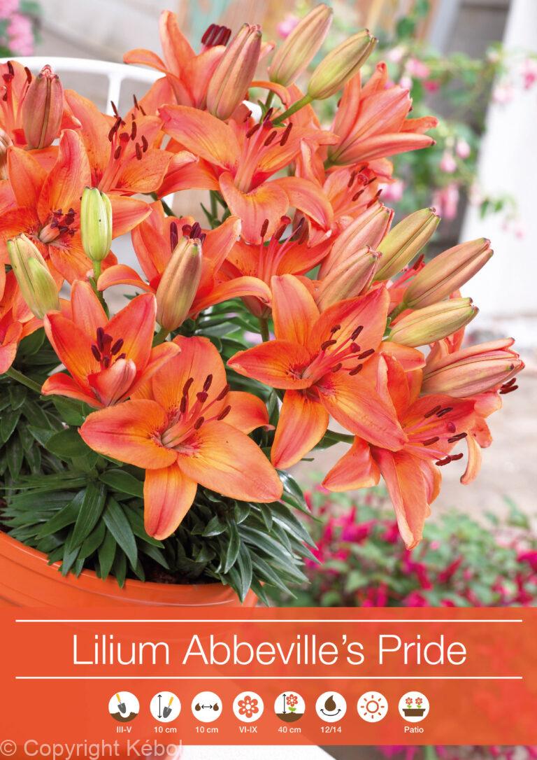 Lilium Abbeville's Pride