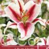 Lilium Hachi