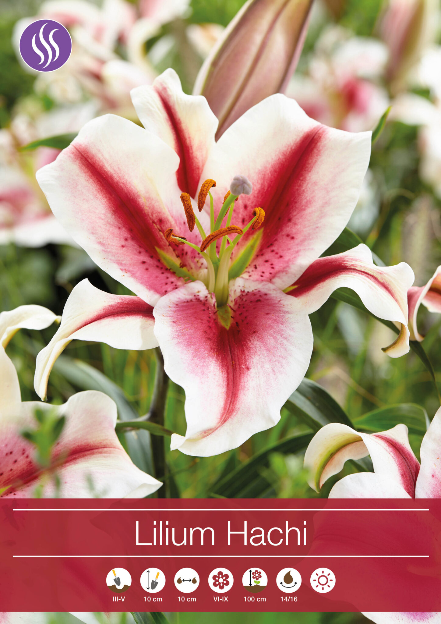 Lilium Hachi - RB