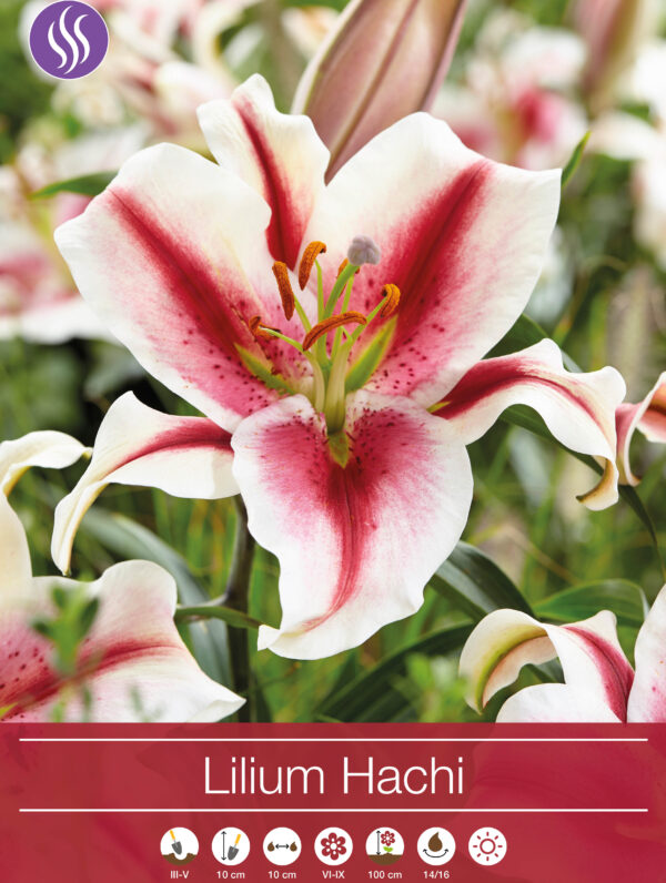 Lilium Hachi - RB