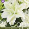 Lilium Roselily Aisha