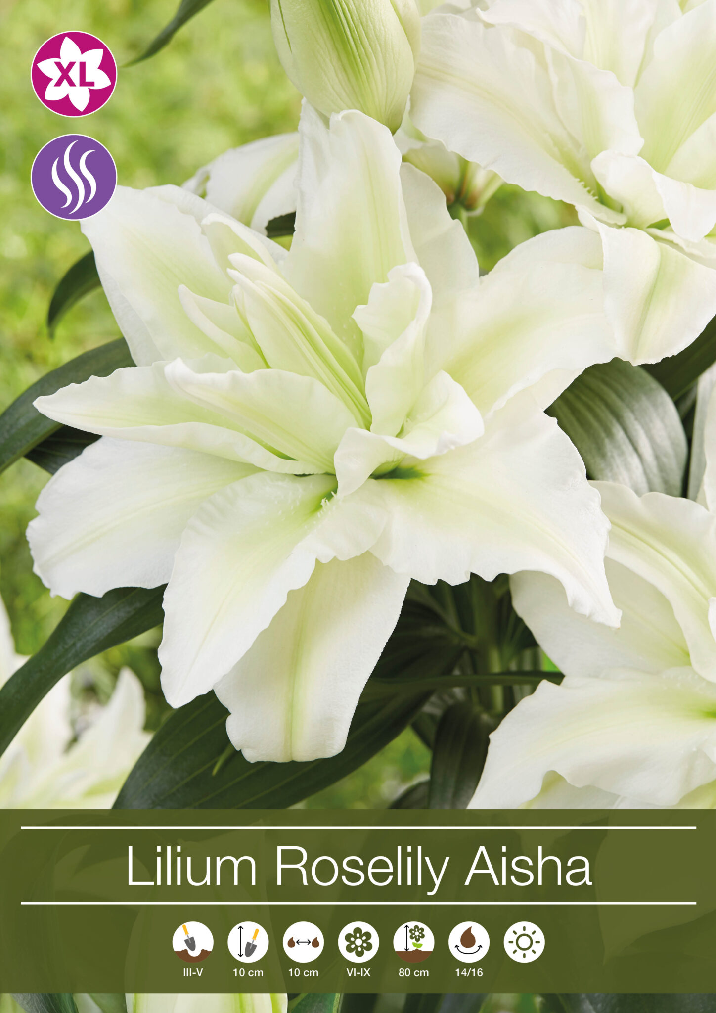 Lilium Roselily Aisha