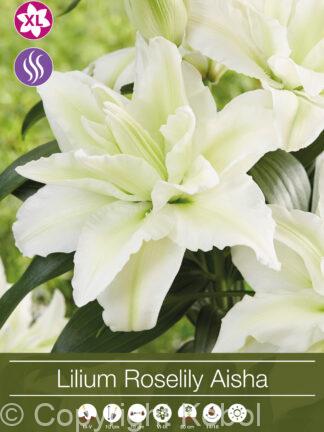 Lilium Roselily Aisha