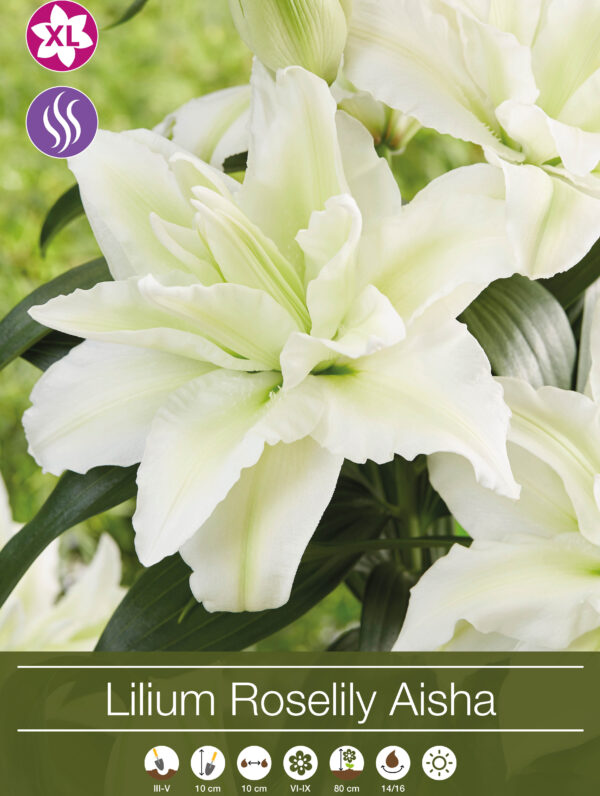 Lilium Roselily Aisha - RB