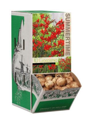 Crocosmia Lucifer - RB