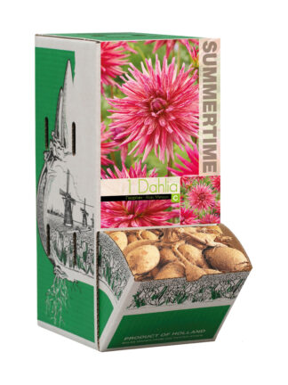 Dahlia Alain Mimoun - RB