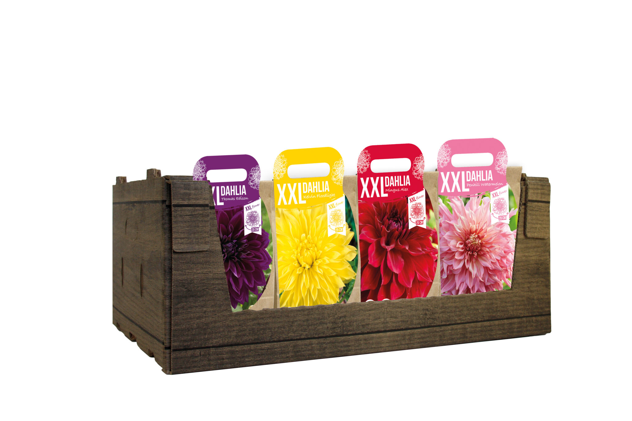 XXL Dahlia mixed assort.