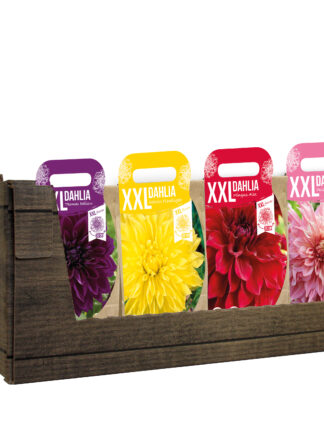 XXL Dahlia mixed assort.