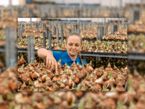 Aanbroeiseizoen van Kébol is gestart