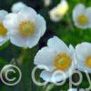 Anemone The Bride