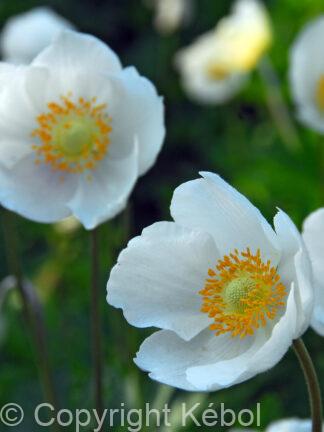 Anemone coronaria The Bride - bag