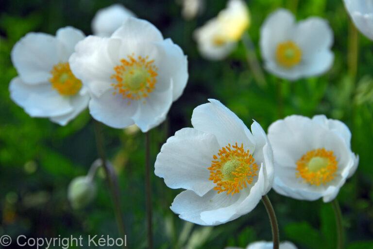 Anemone The Bride