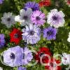 Anemone De Cean Mix