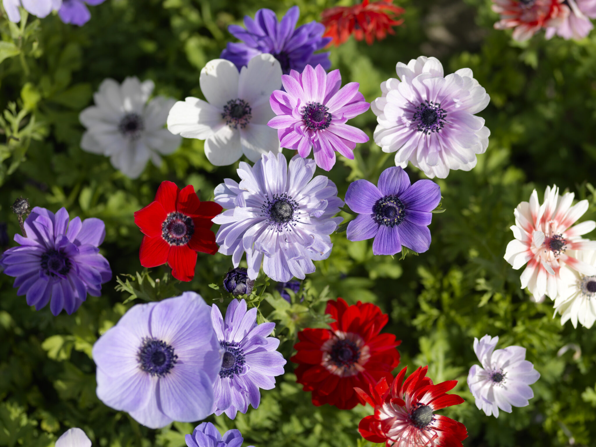 Anemone De Cean Mix
