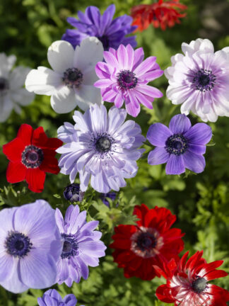 Anemone coronaria De Cean Mix  - bag